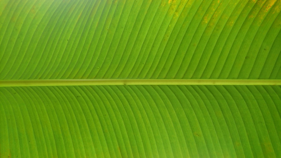 Unlocking the Healing Powers of Green Quartz